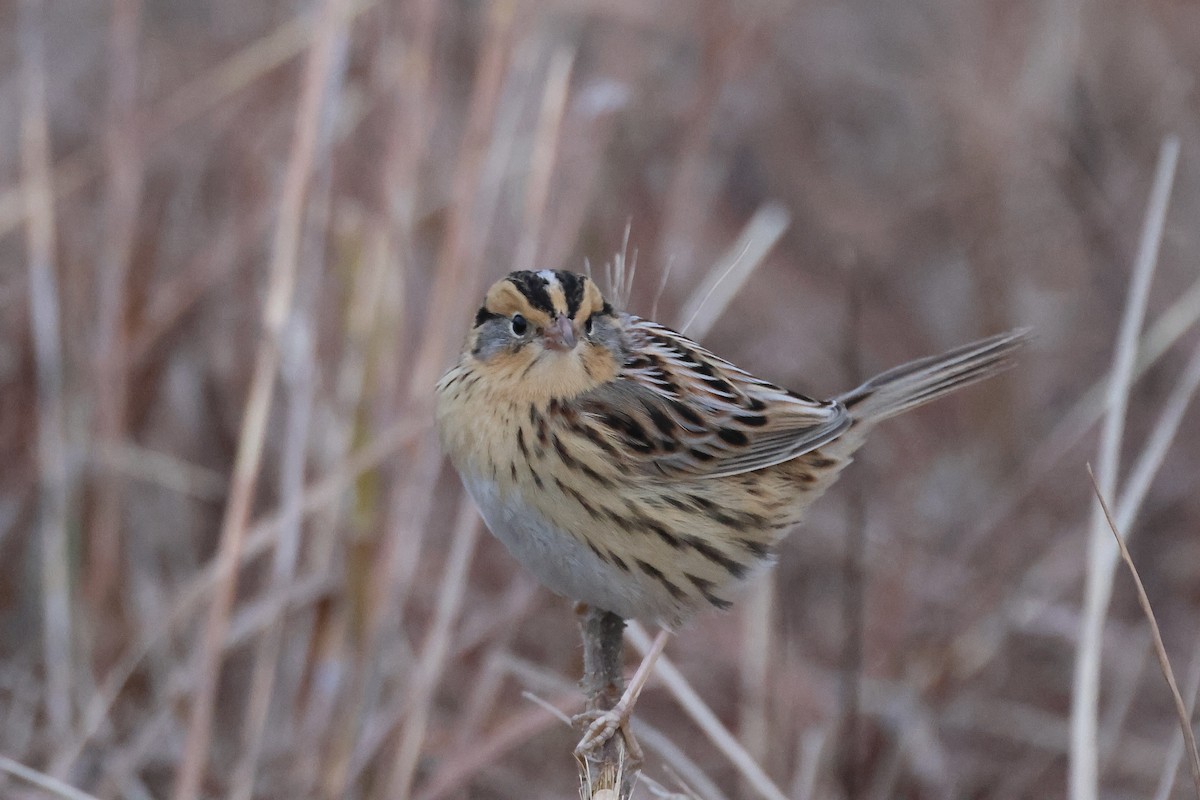 LeConte's Sparrow - ML645541091