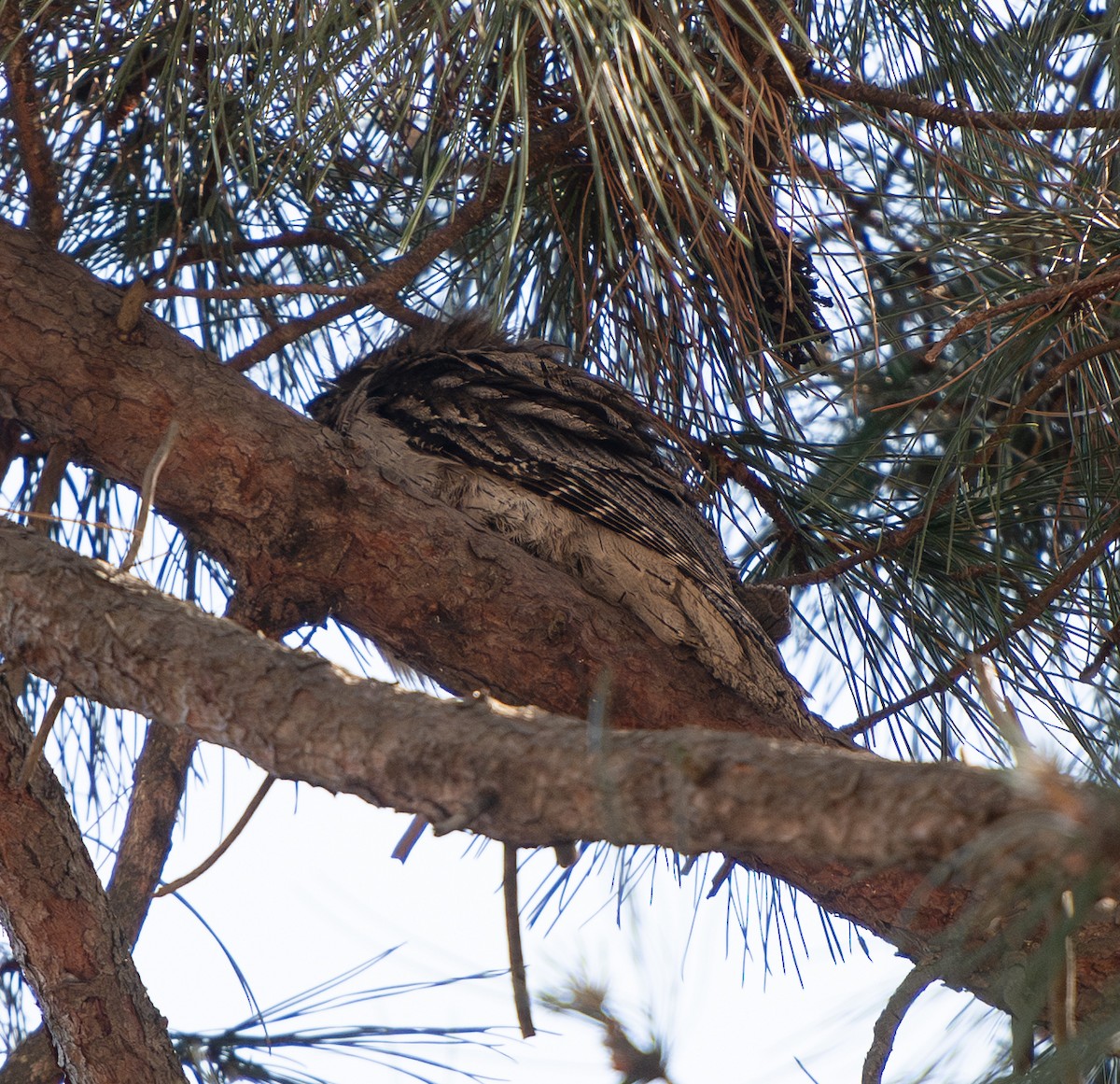 Tawny Frogmouth - ML645541092
