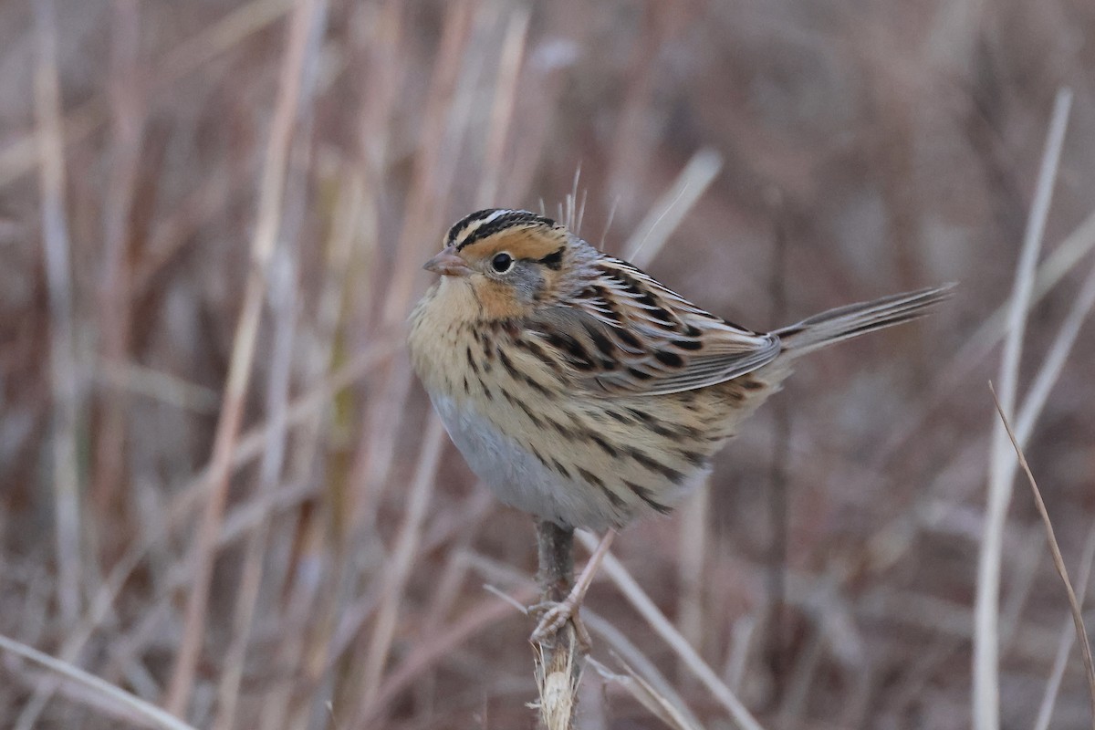 LeConte's Sparrow - ML645541093
