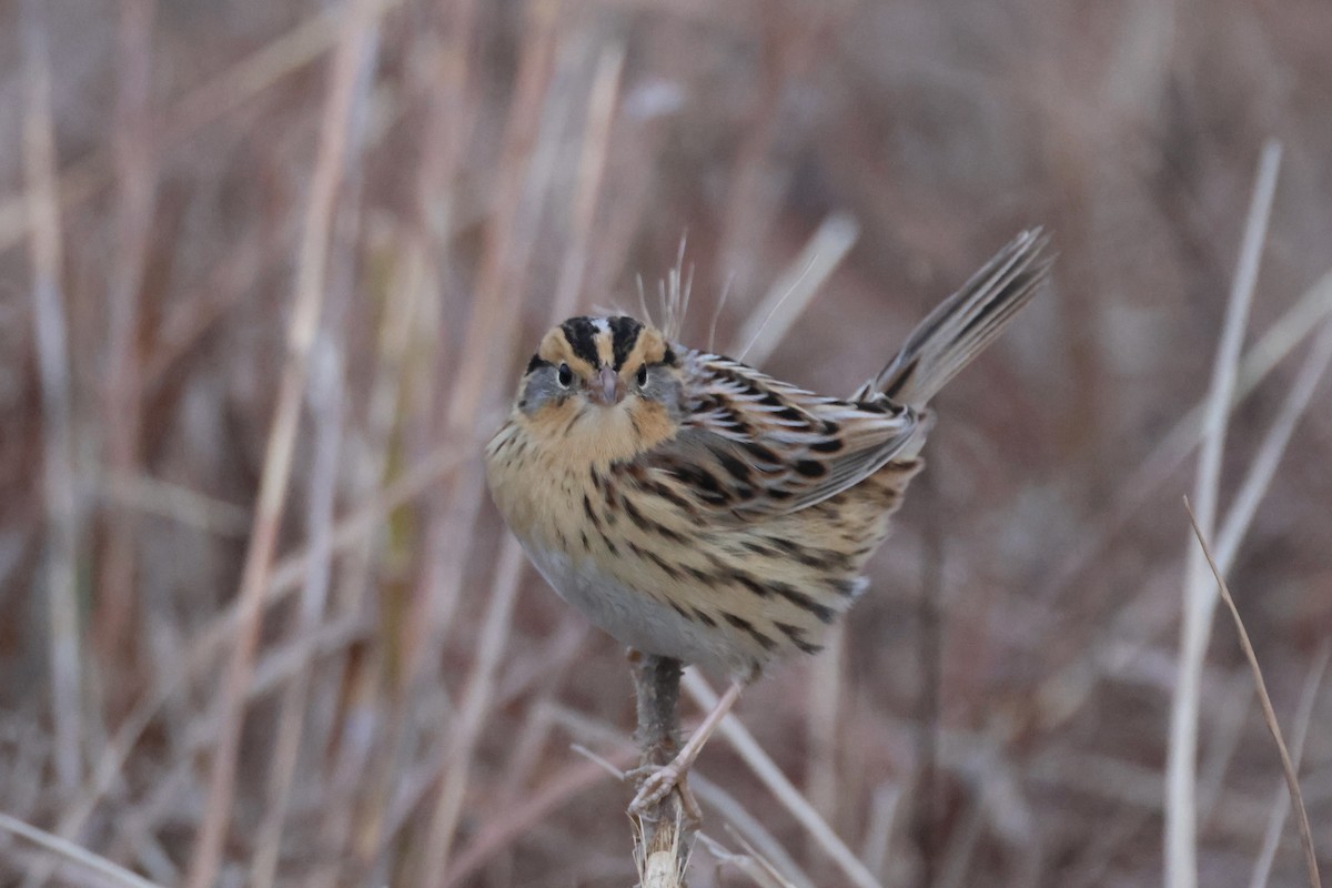 LeConte's Sparrow - ML645541094
