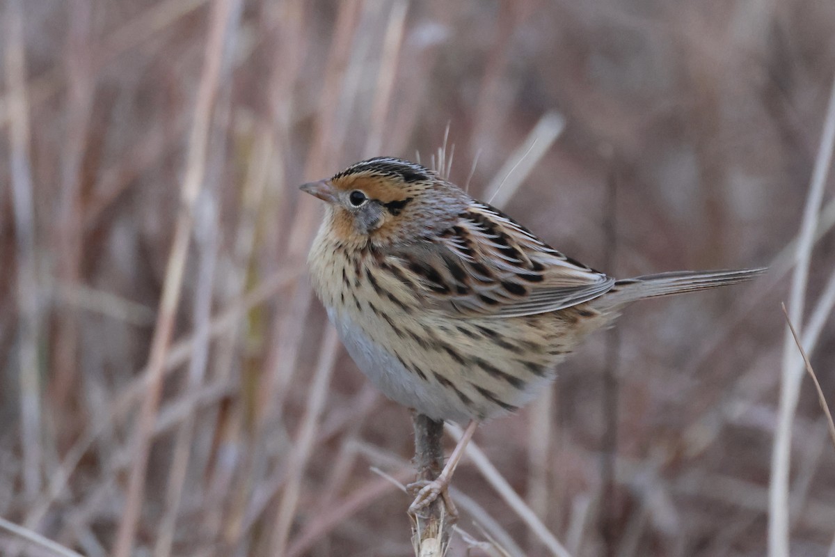 LeConte's Sparrow - ML645541095