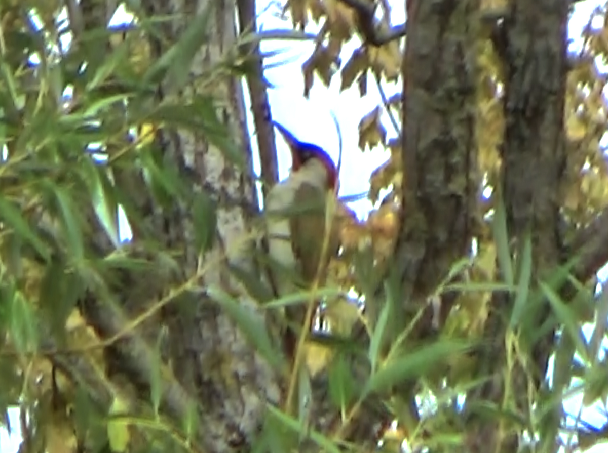 Eurasian Green Woodpecker - ML645541097