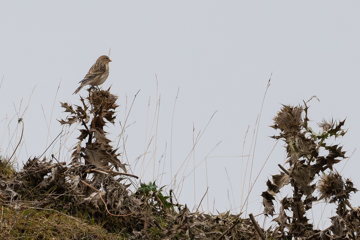 Twite - ML645541101