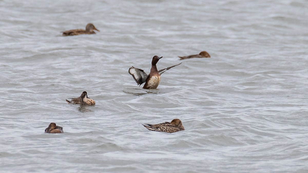 Ferruginous Duck - ML645541102