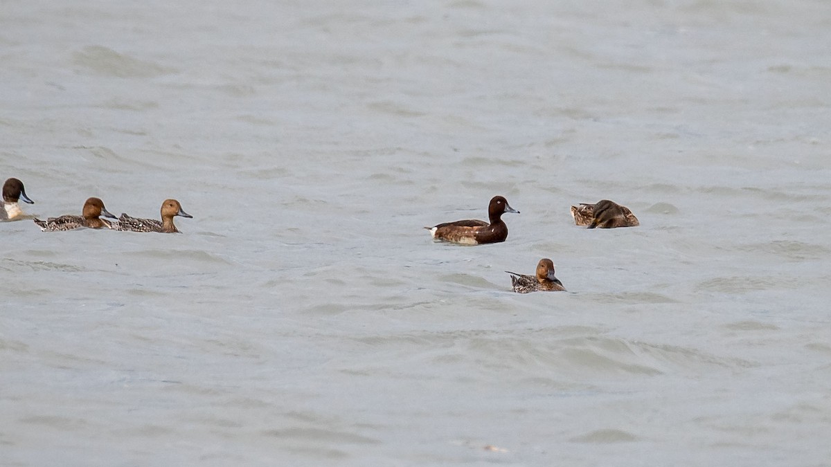 Ferruginous Duck - ML645541103