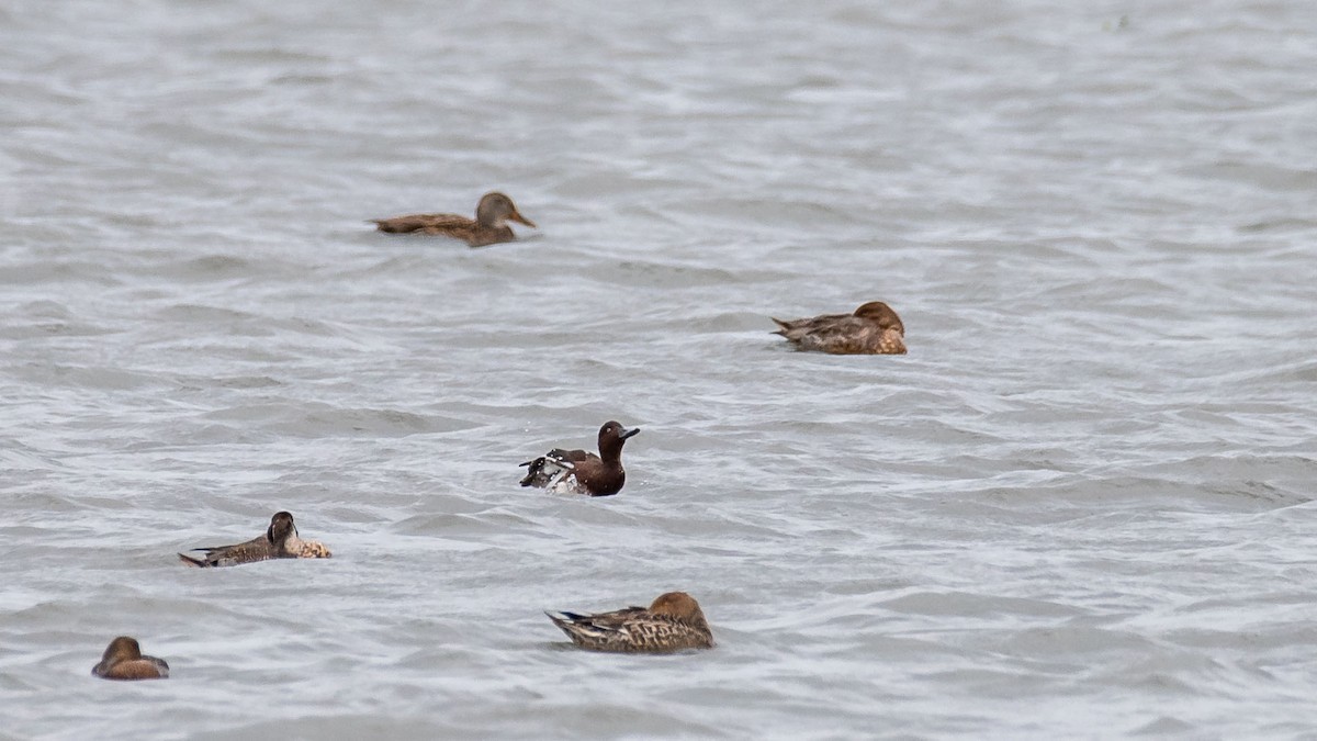Ferruginous Duck - ML645541104