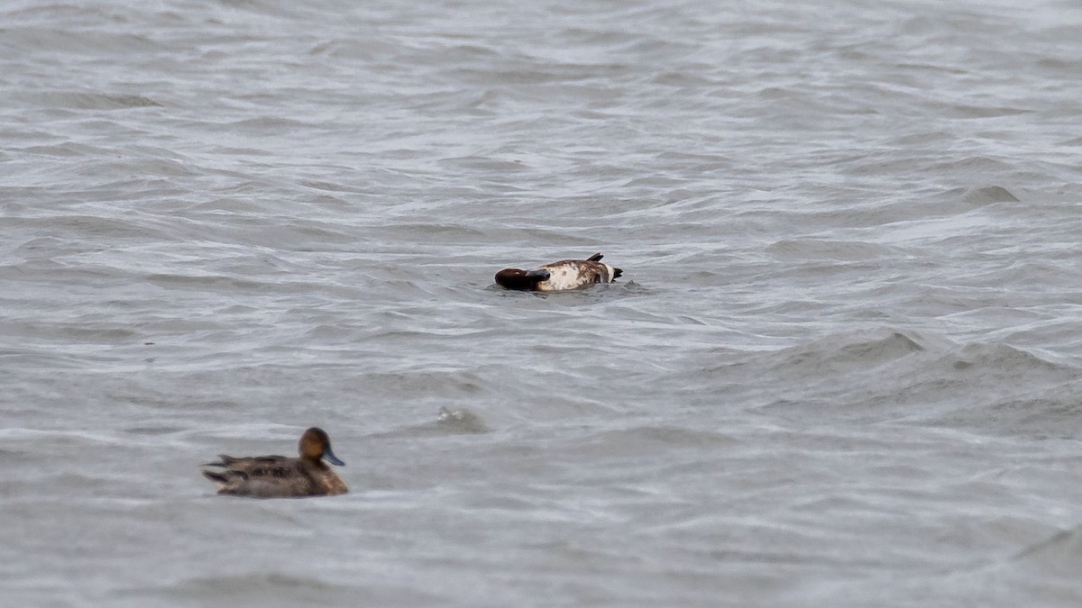 Ferruginous Duck - ML645541105