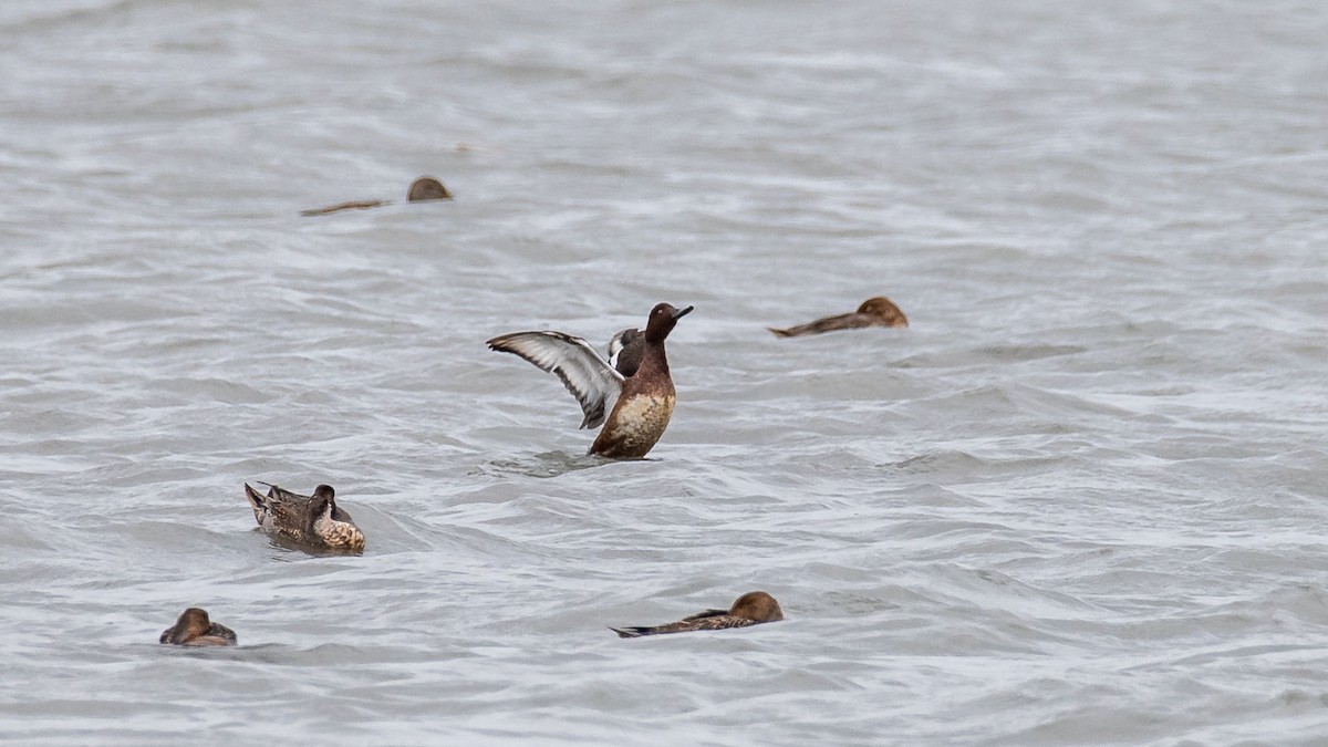 Ferruginous Duck - ML645541106