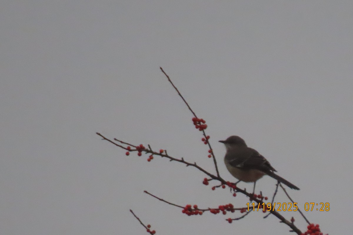 Northern Mockingbird - ML645541110