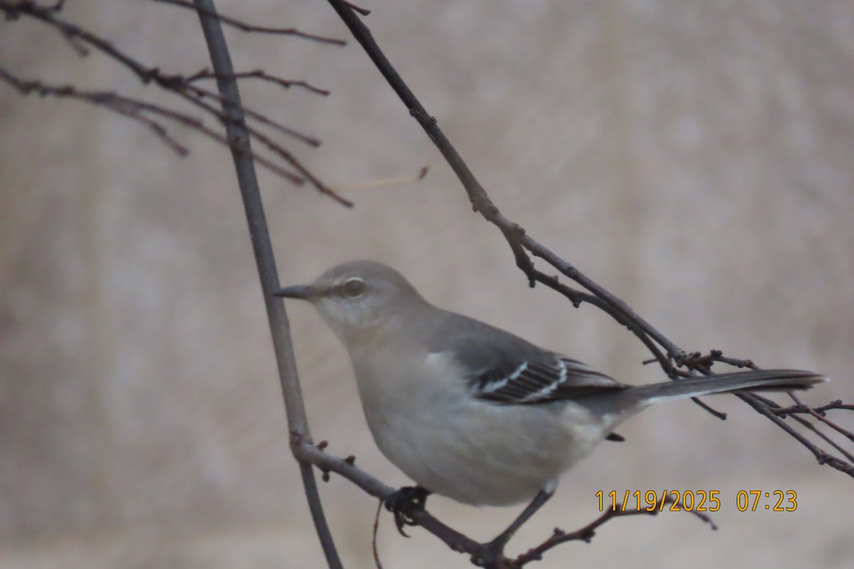 Northern Mockingbird - ML645541111