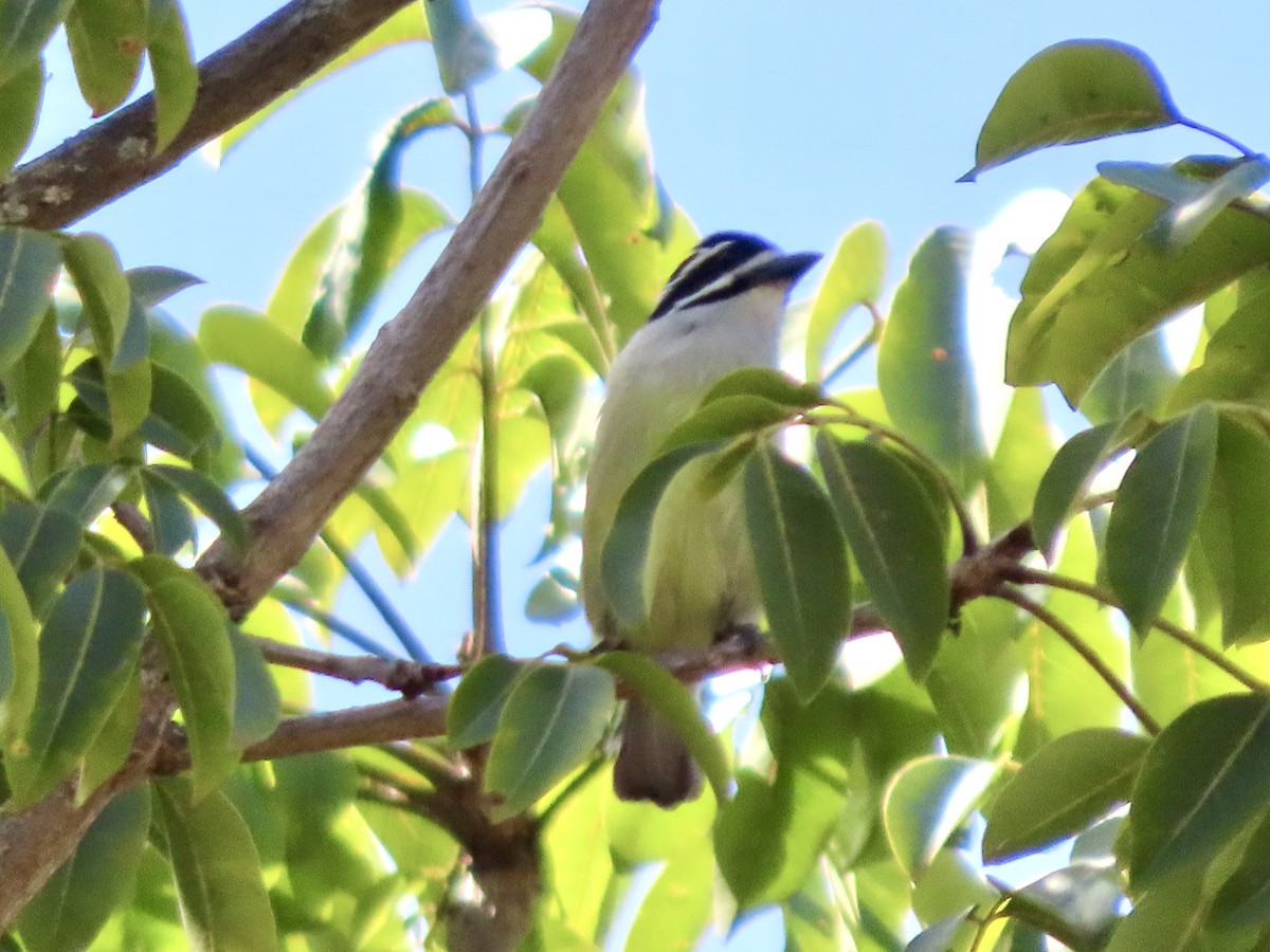Yellow-rumped Tinkerbird - ML645541112