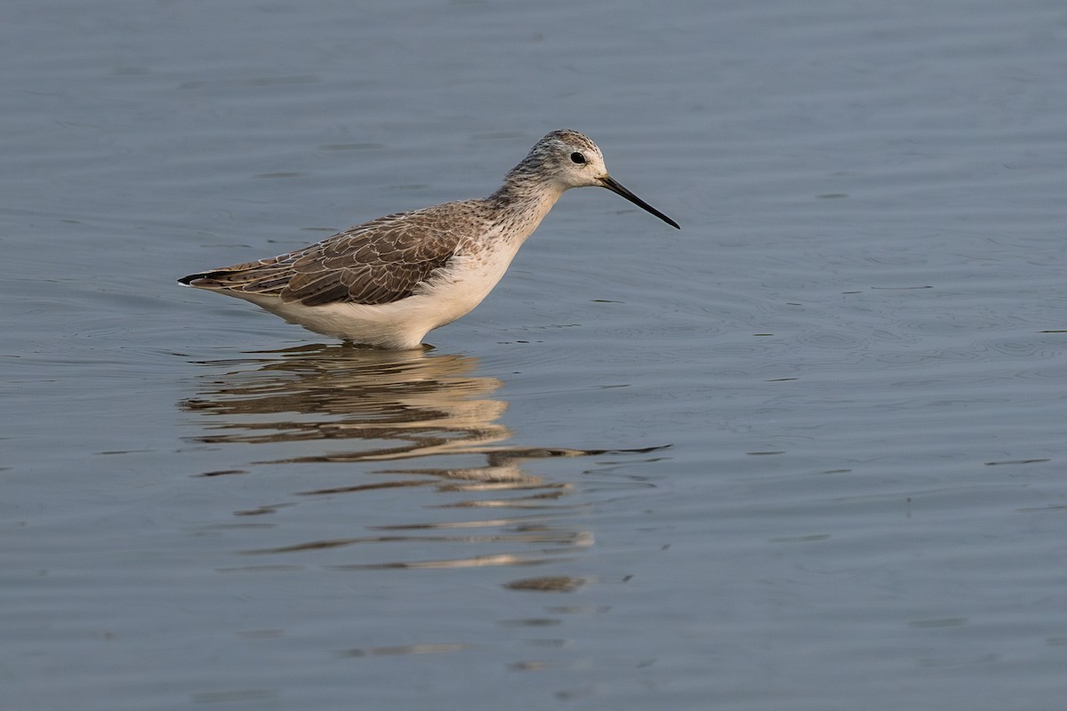 Marsh Sandpiper - ML645541115