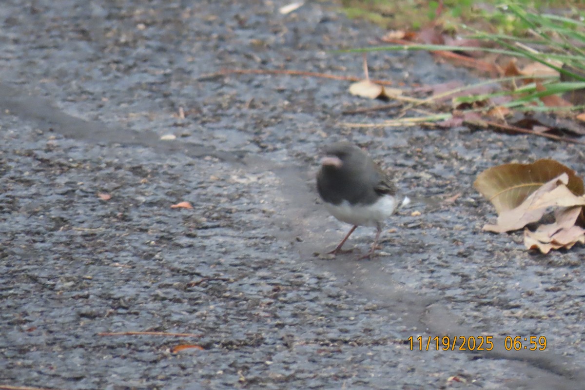 Dark-eyed Junco - ML645541119