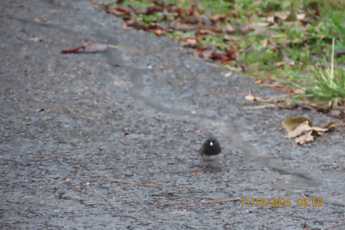Dark-eyed Junco - ML645541120