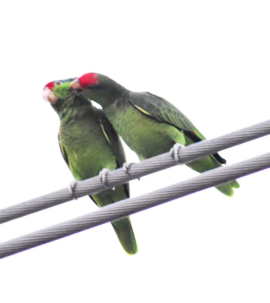 Red-crowned Amazon - ML645541122