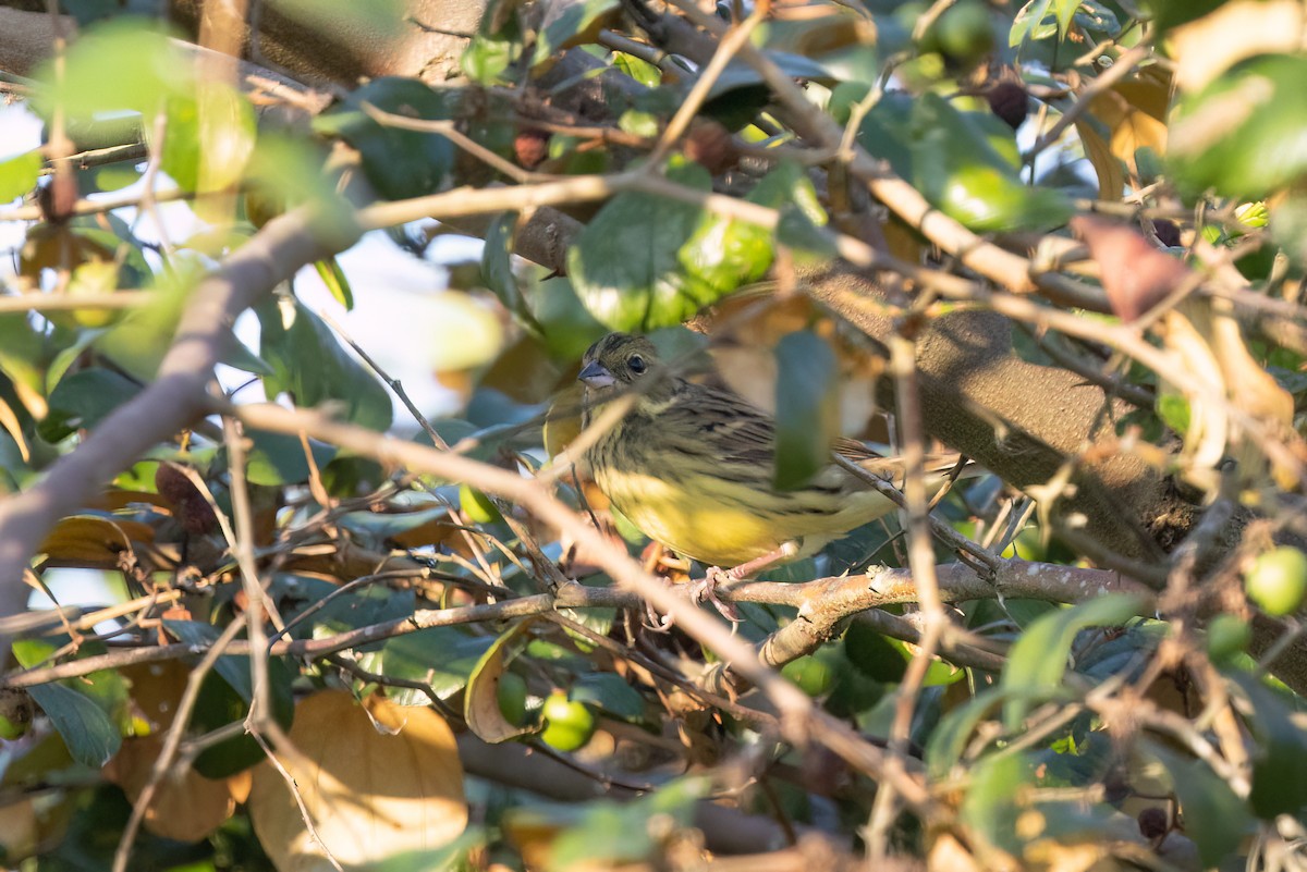 Black-faced Bunting - Kalpesh Krishna