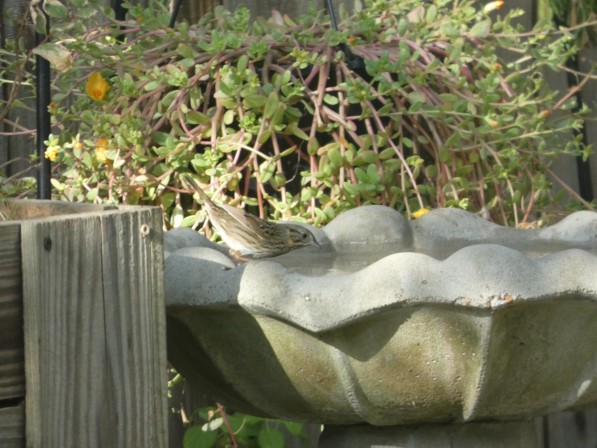 strnadec pruhohlavý - ML645541133