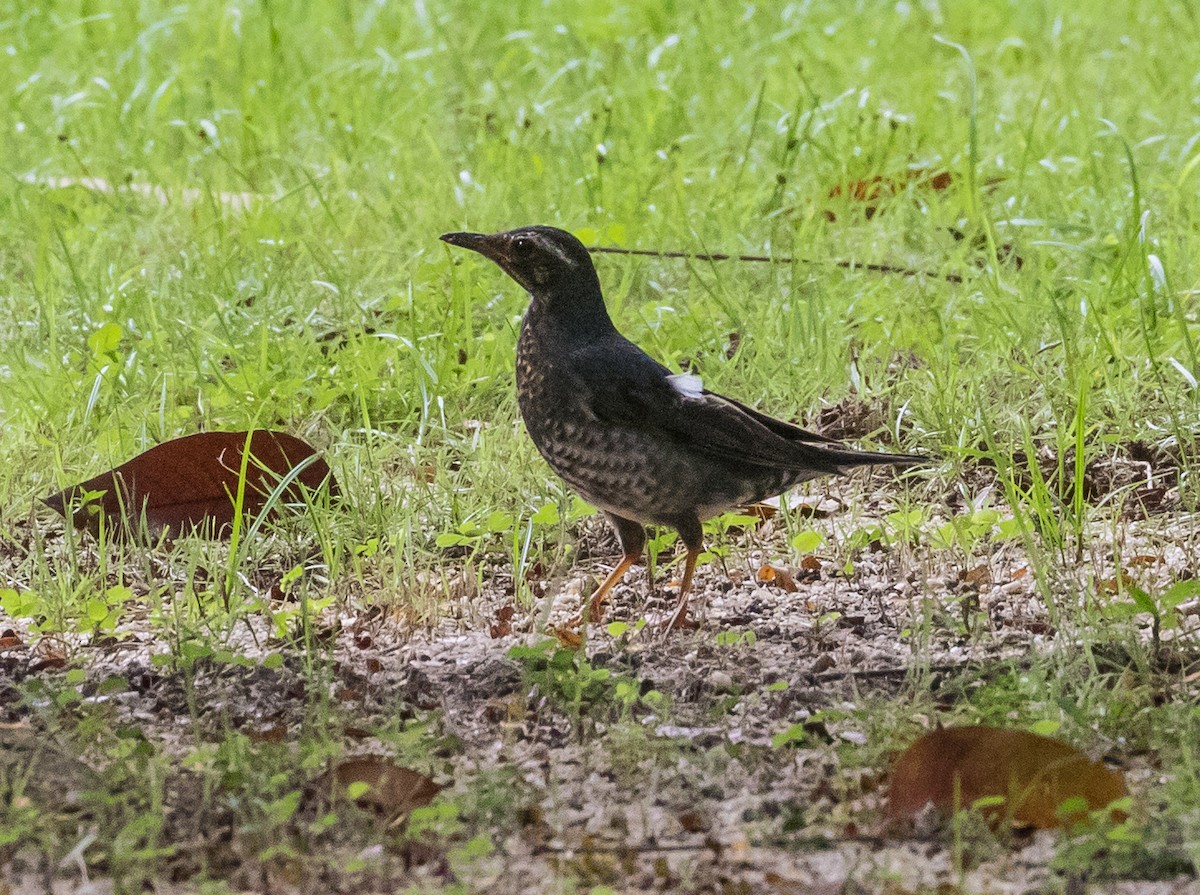 Siberian Thrush - ML645541145