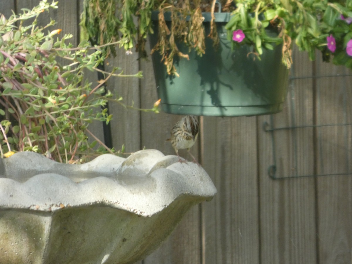 strnadec pruhohlavý - ML645541146