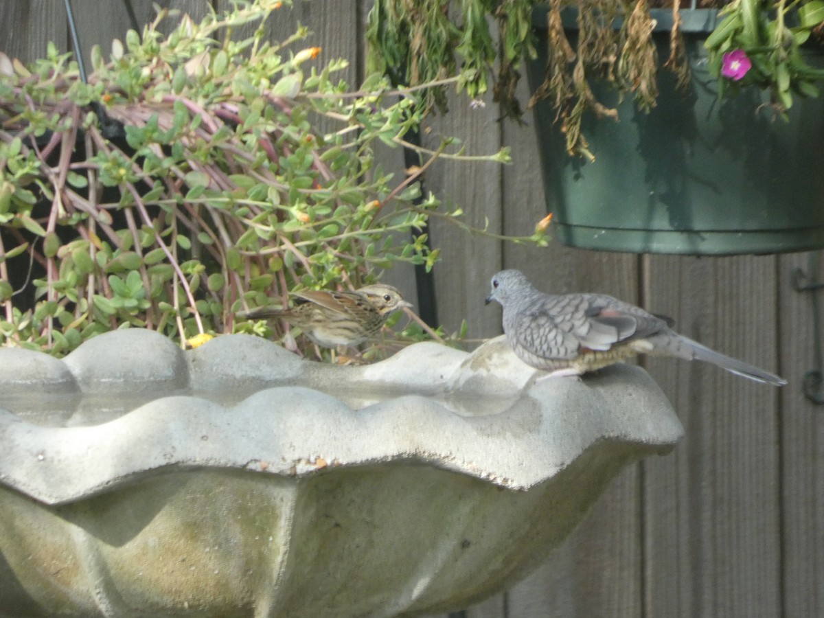 strnadec pruhohlavý - ML645541147