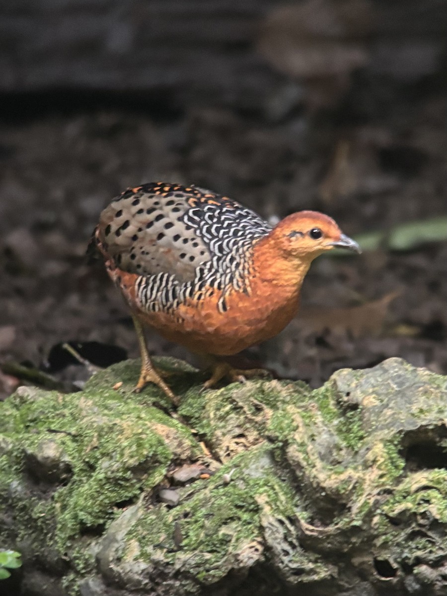 Куропатиця - ML645541174