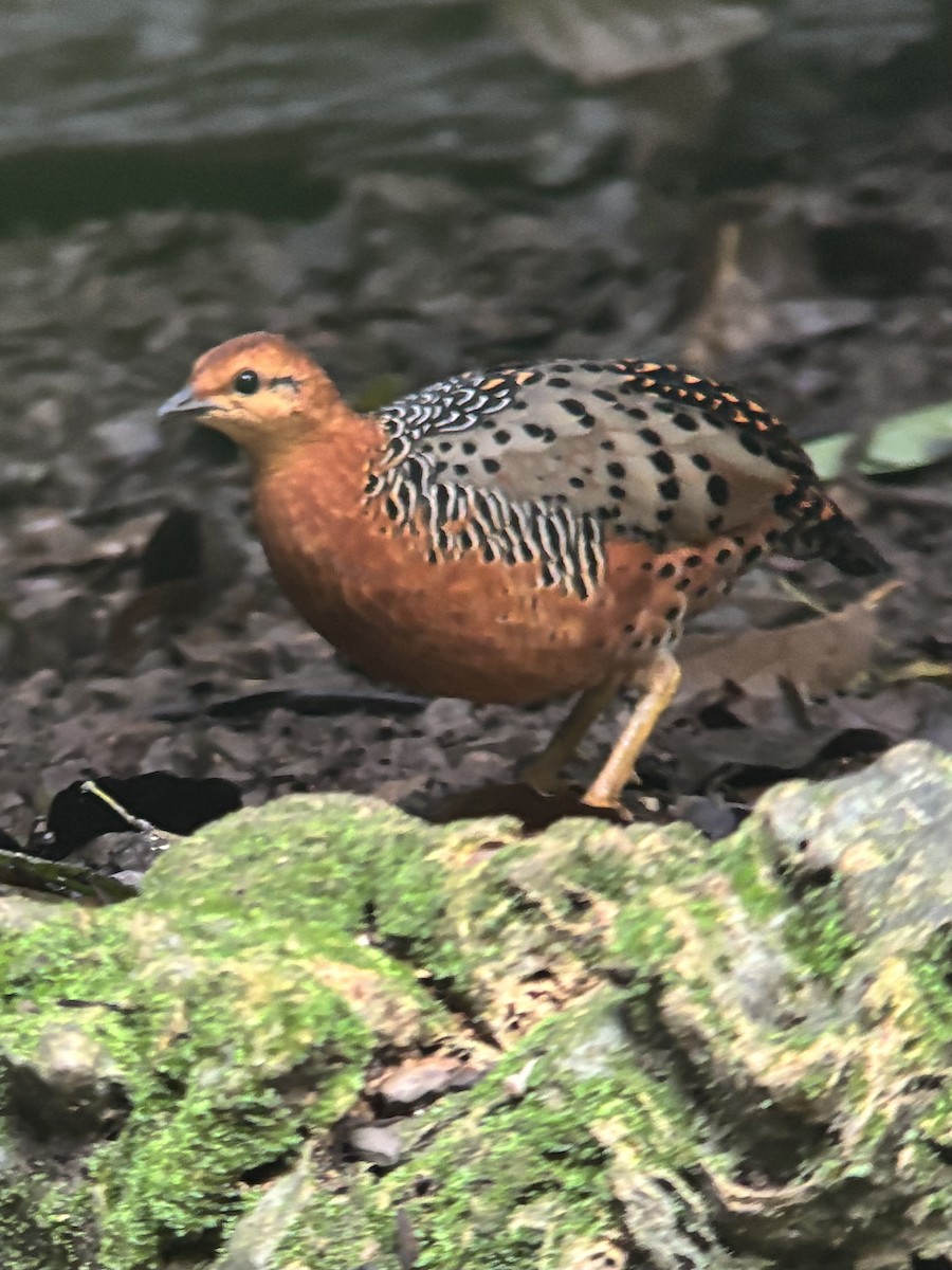 Куропатиця - ML645541175