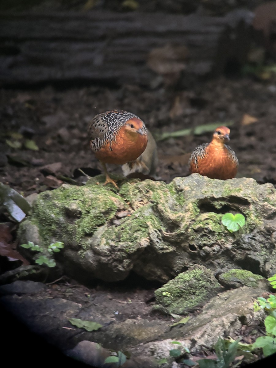 Куропатиця - ML645541176