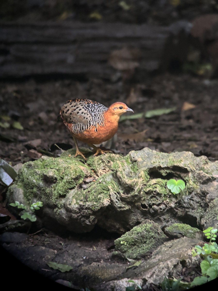 Куропатиця - ML645541177