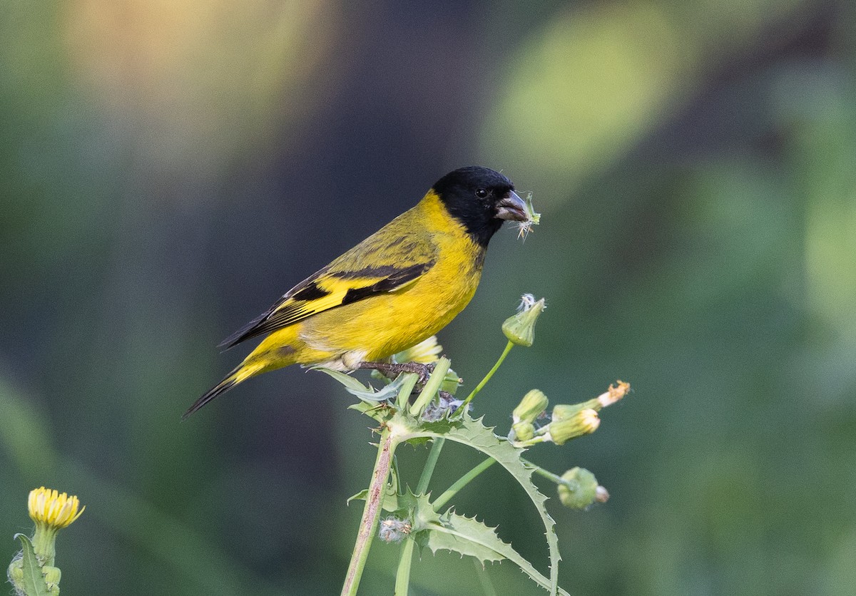 čížek jihoamerický - ML645541178