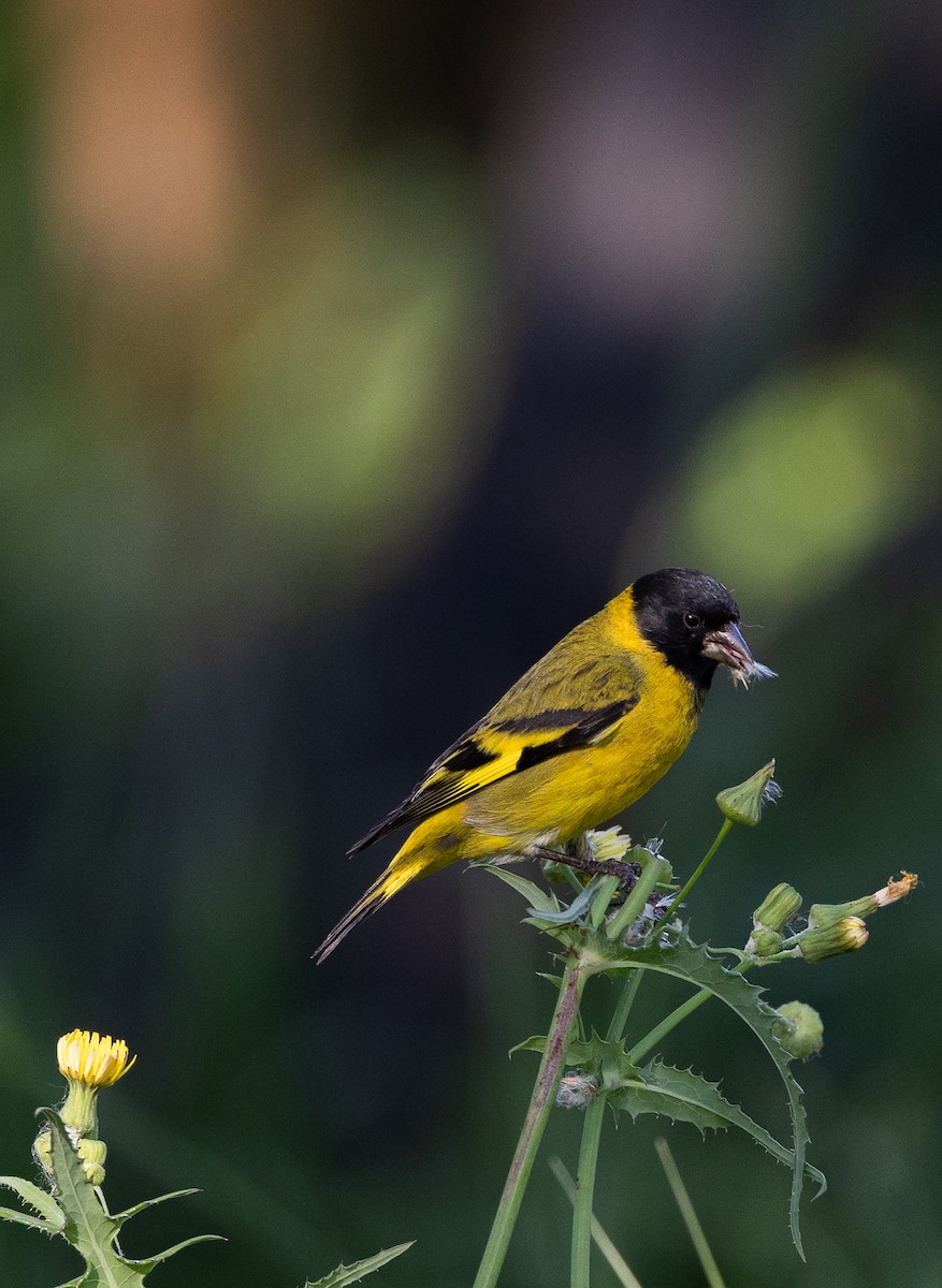 čížek jihoamerický - ML645541179