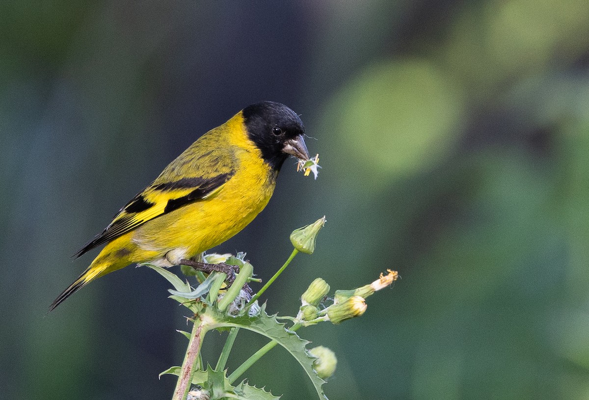 čížek jihoamerický - ML645541180