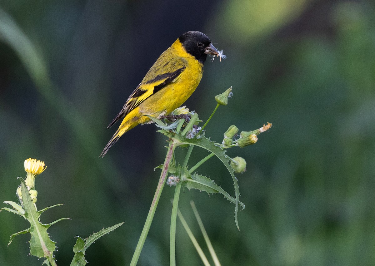 čížek jihoamerický - ML645541181