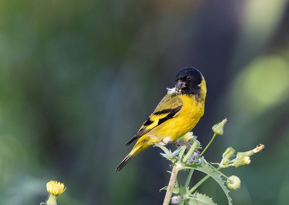 čížek jihoamerický - ML645541182