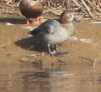 Common Pochard - ML645541202
