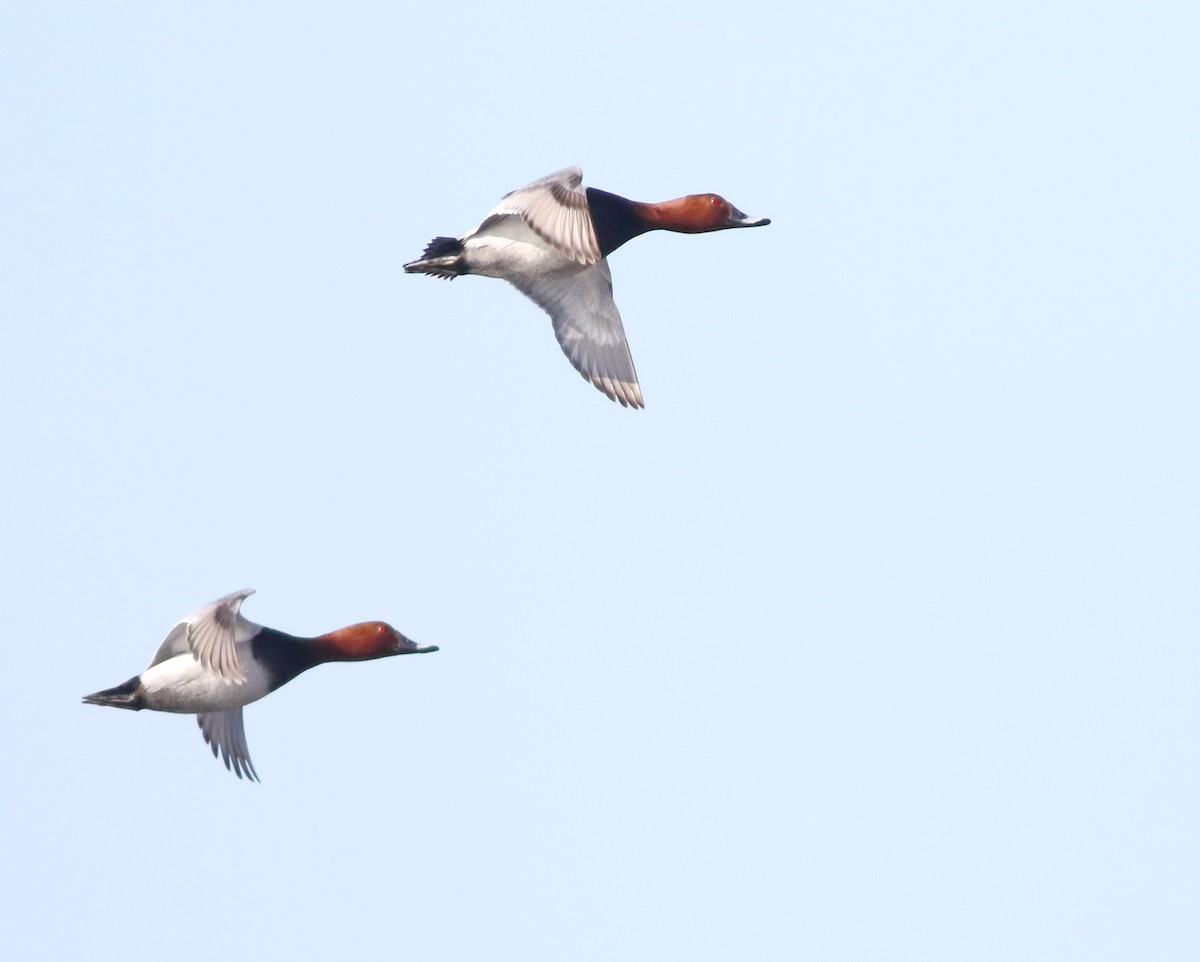 Common Pochard - ML645541203