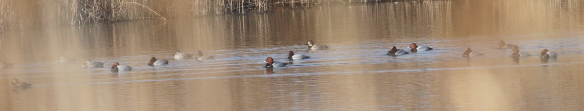 Common Pochard - ML645541204