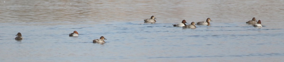 Common Pochard - ML645541205