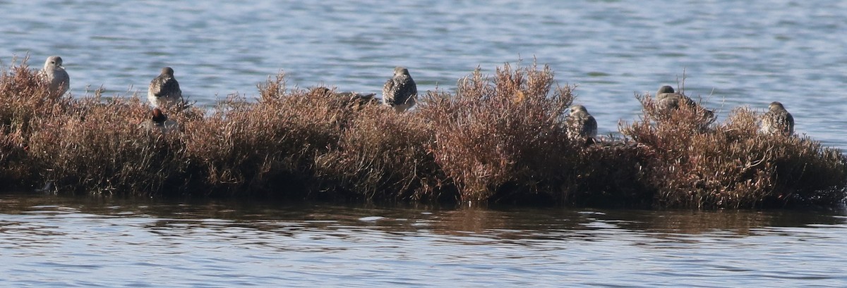 Chorlito Gris - ML645541225