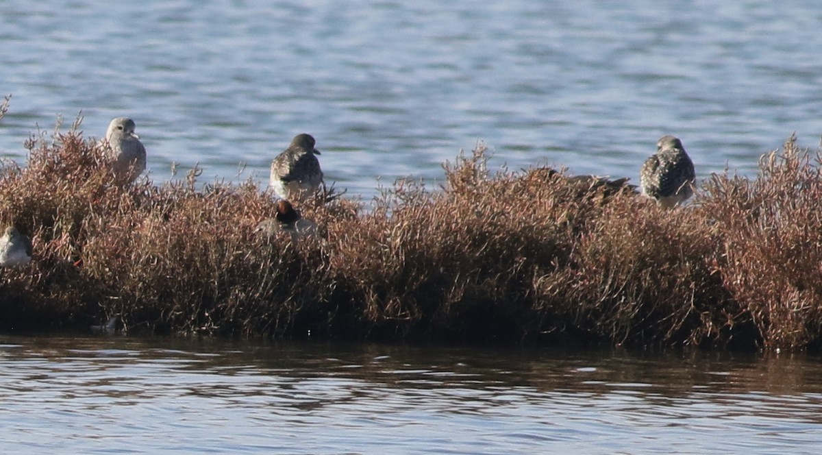 Chorlito Gris - ML645541226