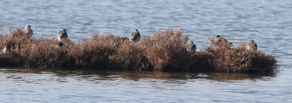 Chorlito Gris - ML645541227