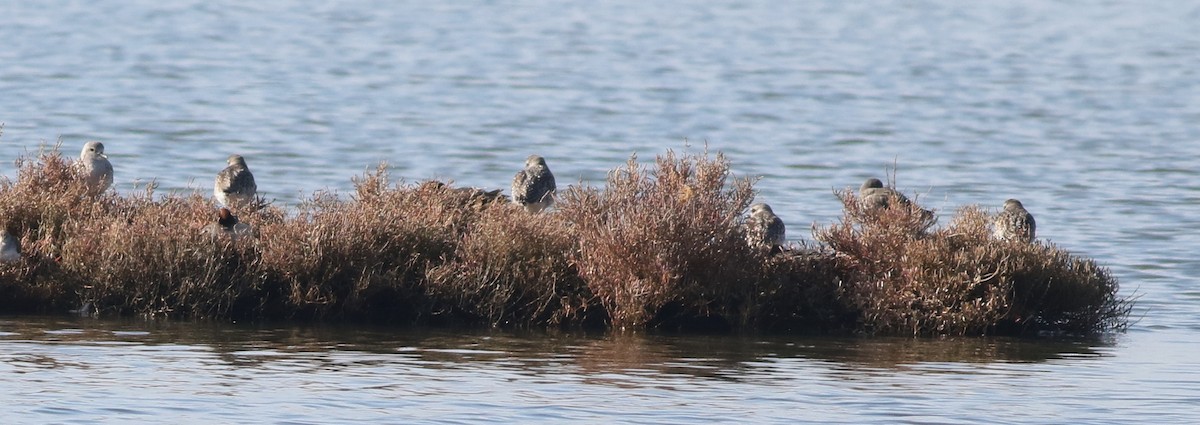 Chorlito Gris - ML645541228