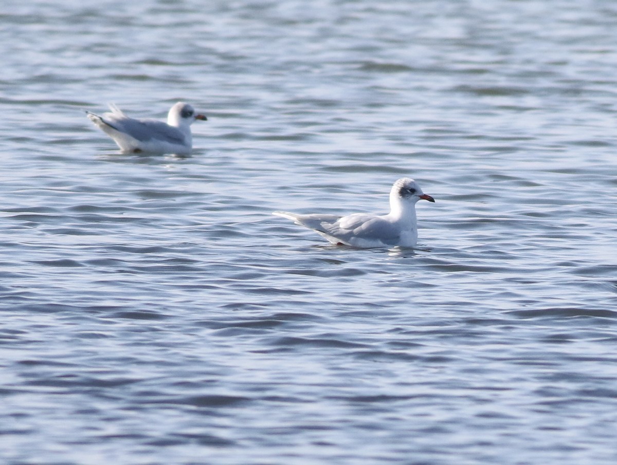 Mediterranean Gull - ML645541233
