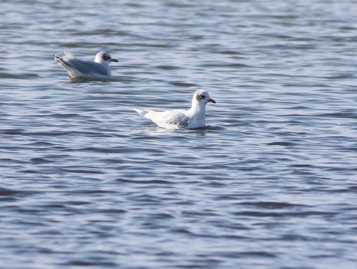 Mediterranean Gull - ML645541234