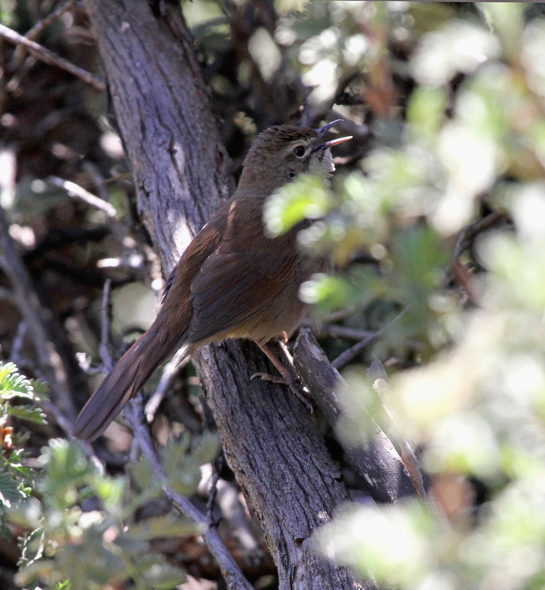 Barratt's Warbler - ML645541274