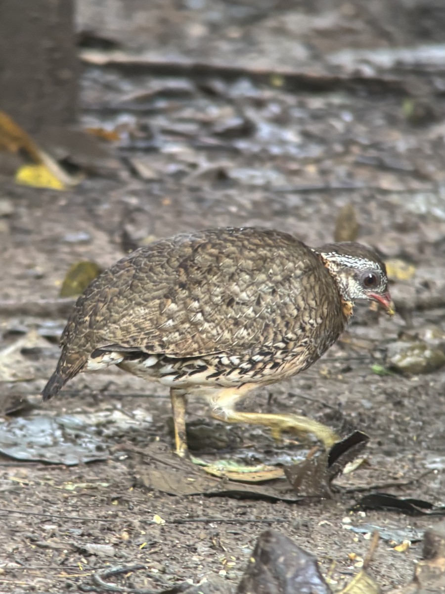 Scaly-breasted Partridge - ML645541276
