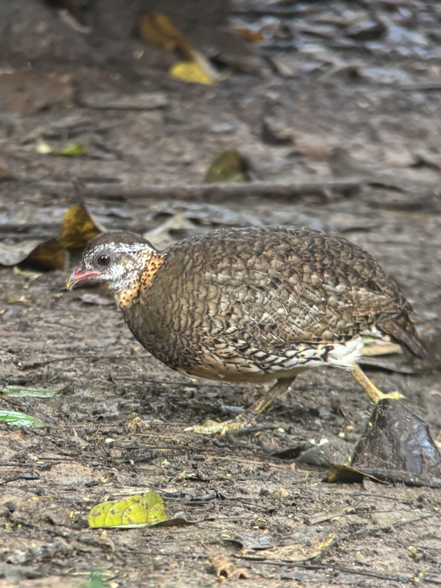Scaly-breasted Partridge - ML645541277