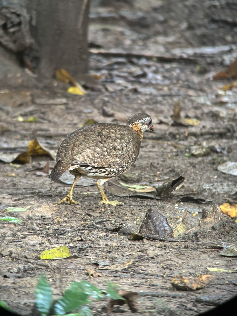 Scaly-breasted Partridge - ML645541278