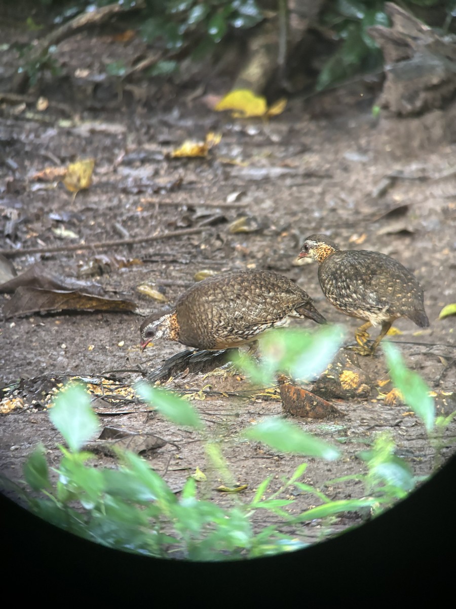 Scaly-breasted Partridge - ML645541279
