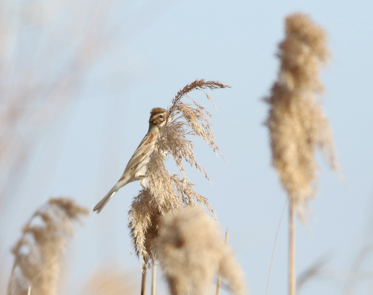 Zingira-berdantza eurasiarra - ML645541303