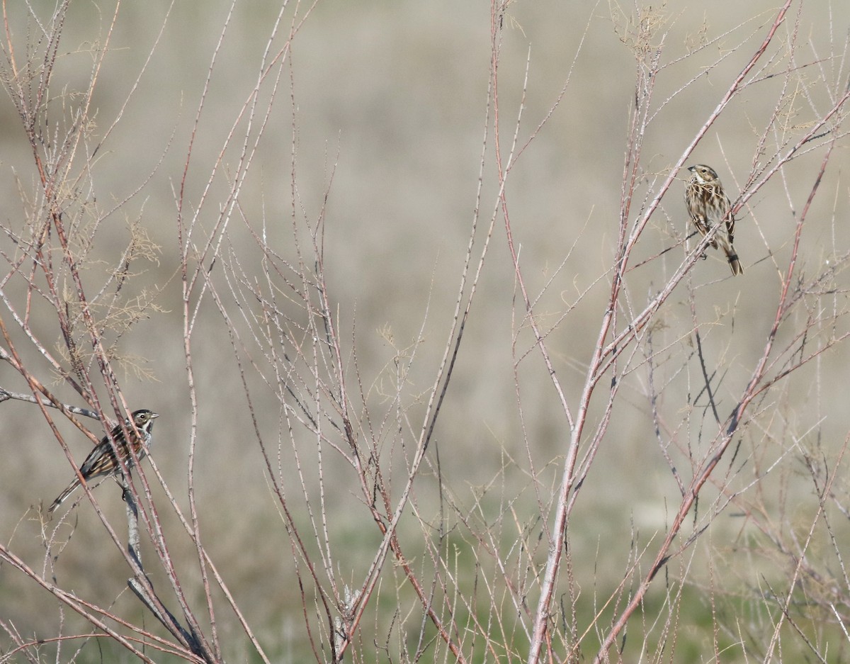 Zingira-berdantza eurasiarra - ML645541304
